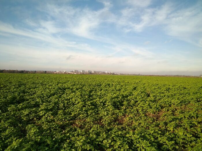 J'écoute, tu chantes, elle bourdonne, vous croassez, elles bruissent