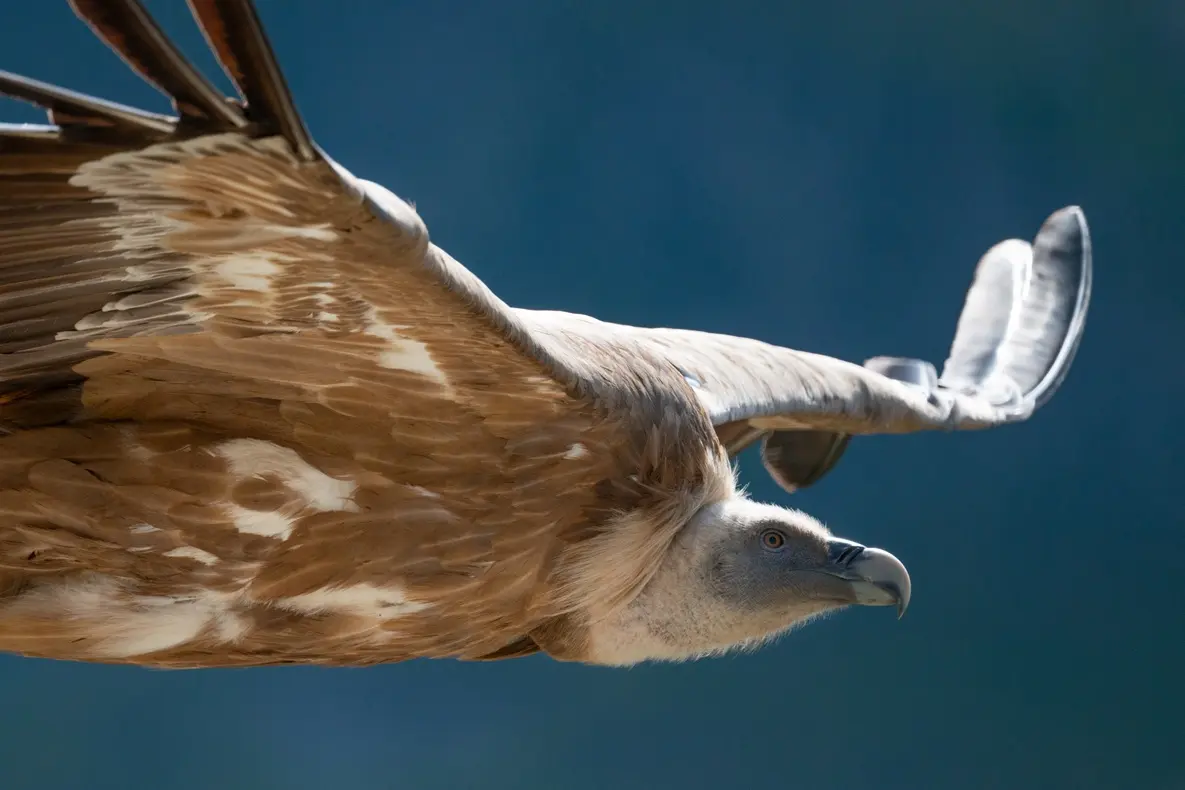 Animation rapaces diurnes et relâcher de vautour fauve