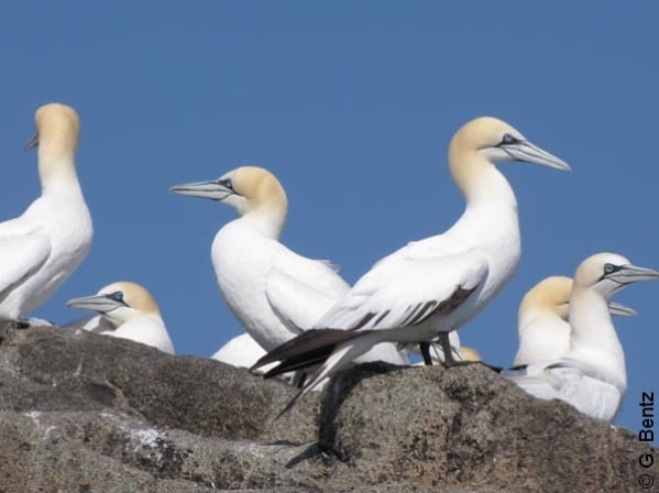 Journée européenne de la migration