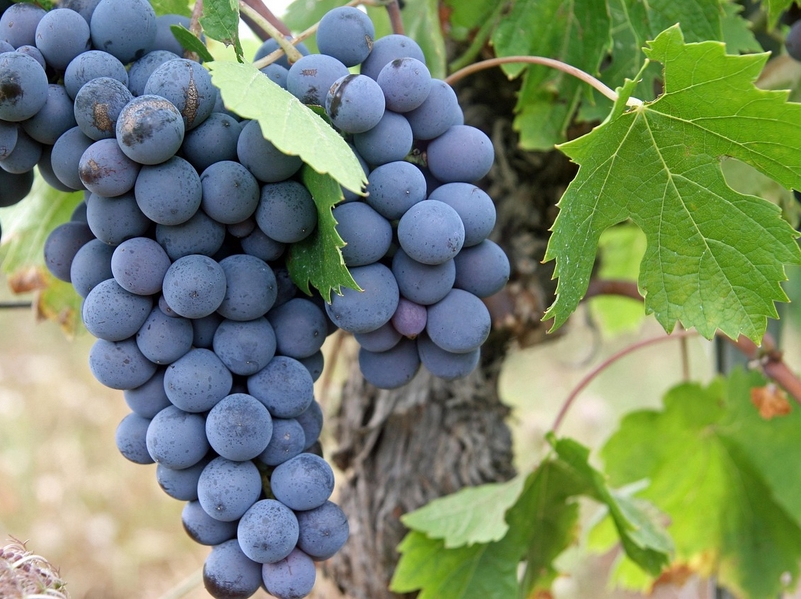 Portes Ouvertes du Domaine Plessis