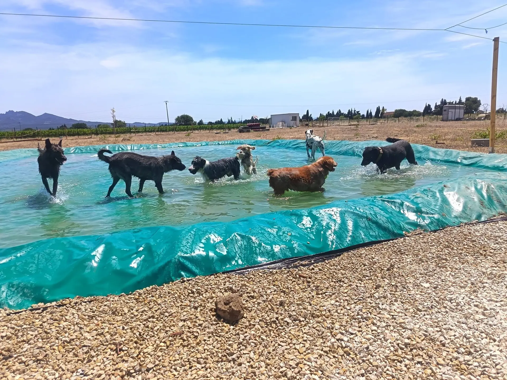 Parc aquatique canin
