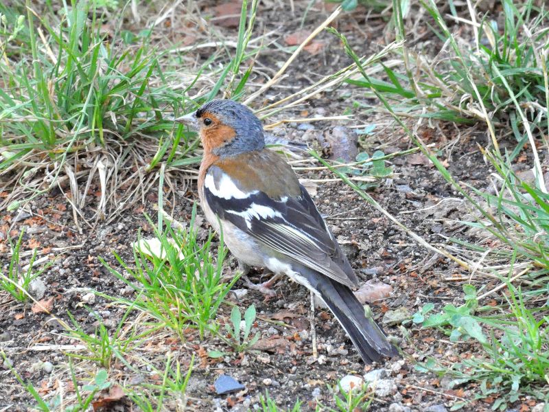 Les oiseaux communs nicheurs