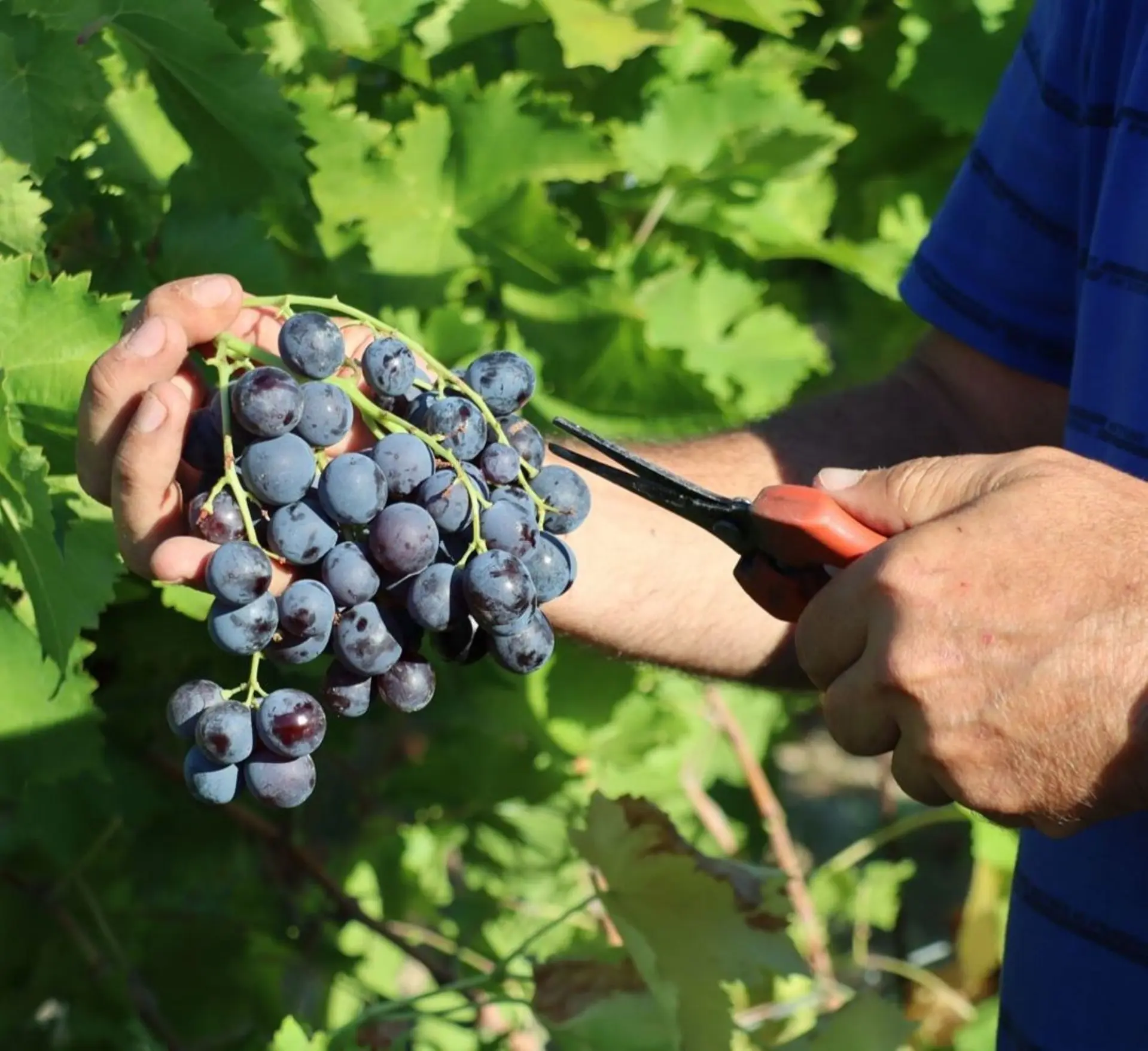 Fête du Raisin Muscat AOP