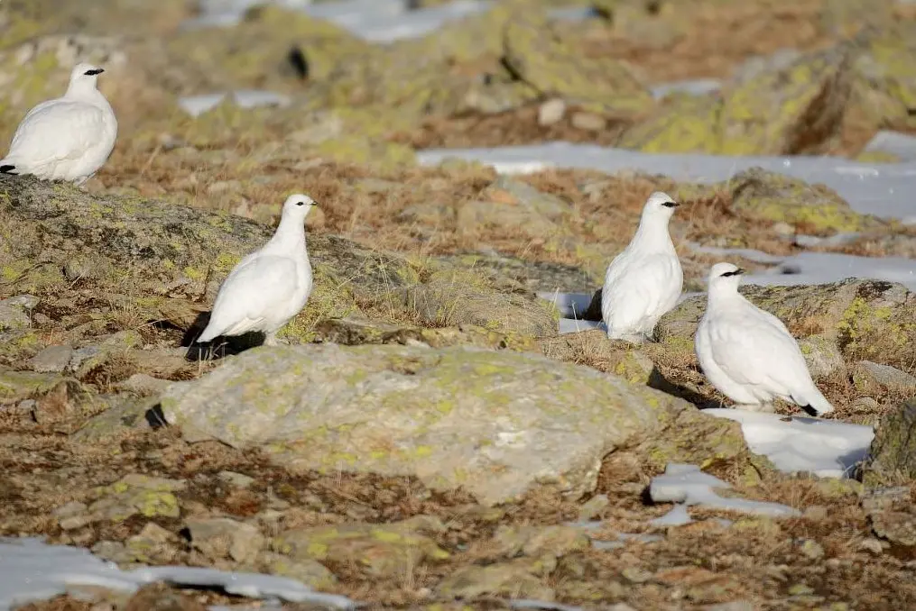 Le tétras-lyre et les galliformes de montagne