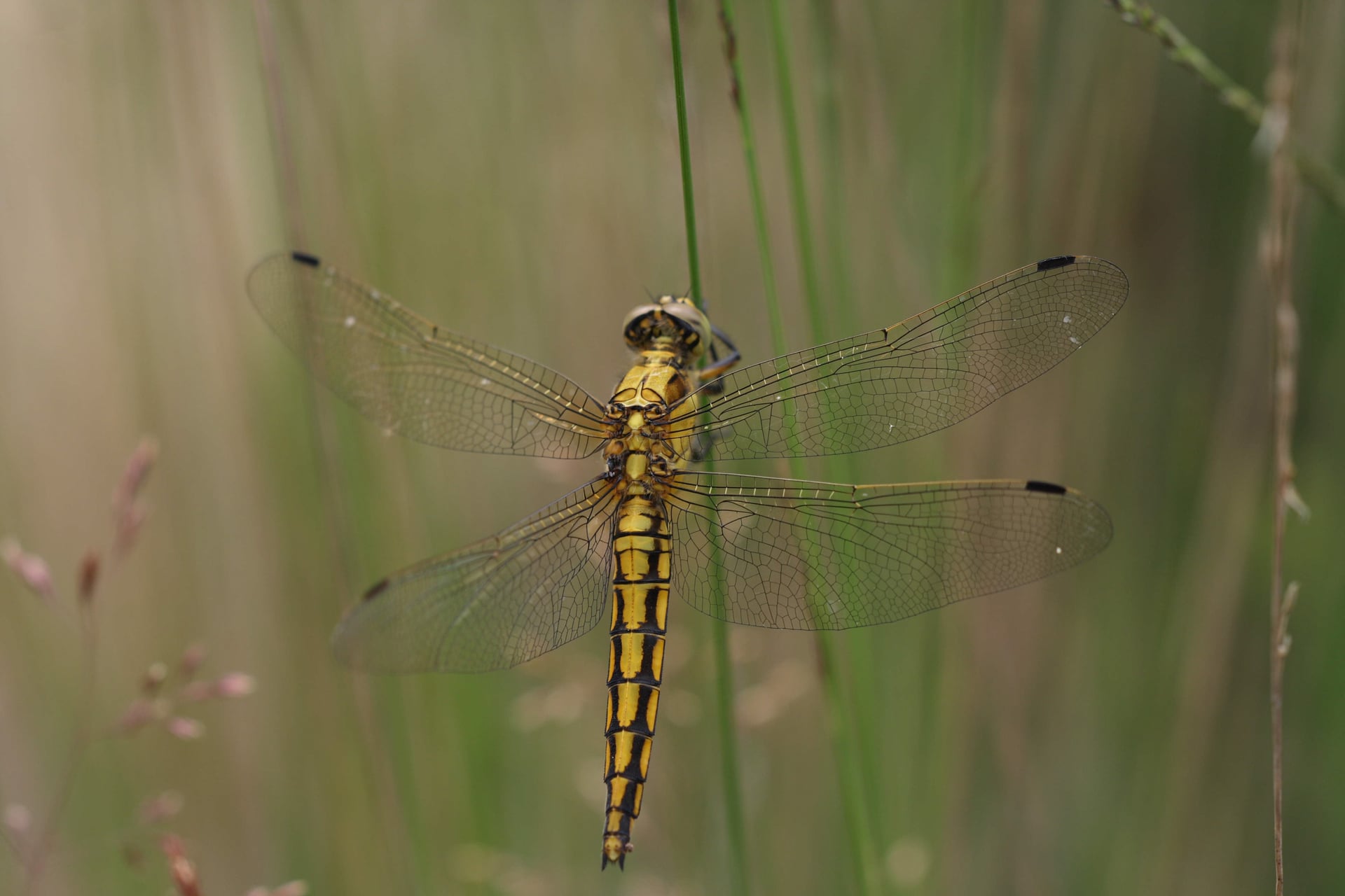 Formation Libellules