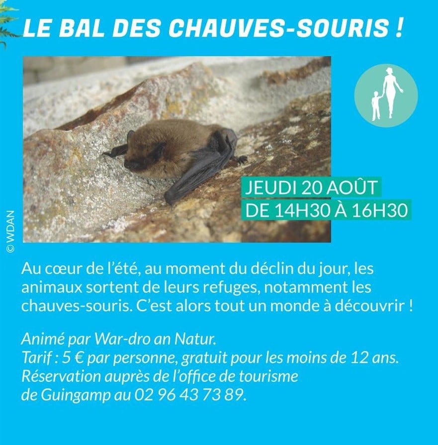 Le bal des chauves-souris