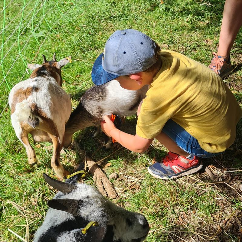 Visite guidée de la ferme