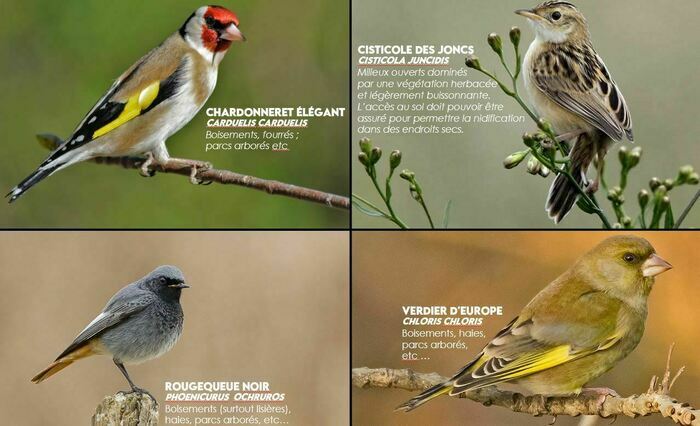 Les oiseaux, chanteurs printaniers. Découverte et apprentissage des chants