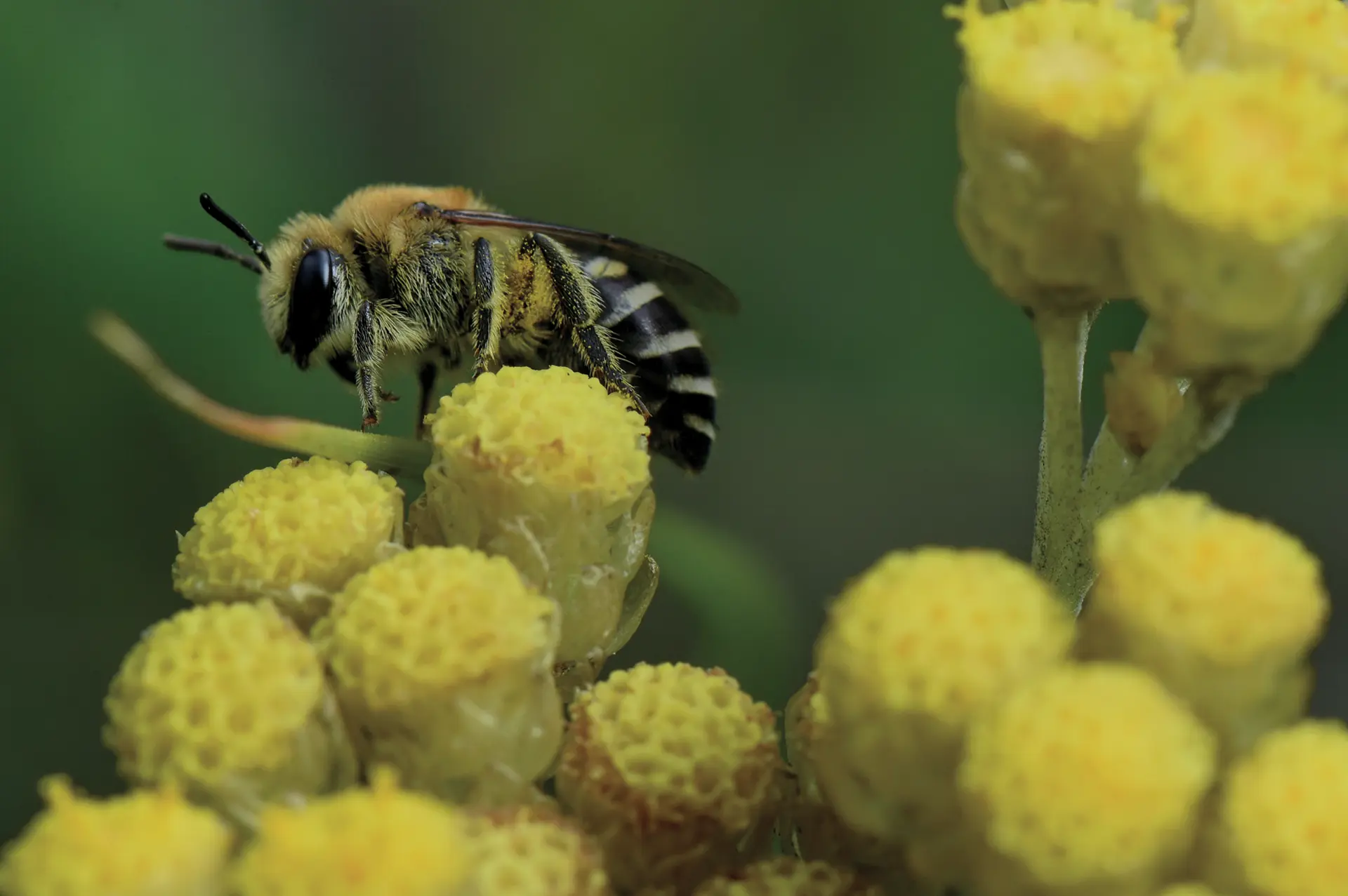 Apiculture – Dans ma ruche