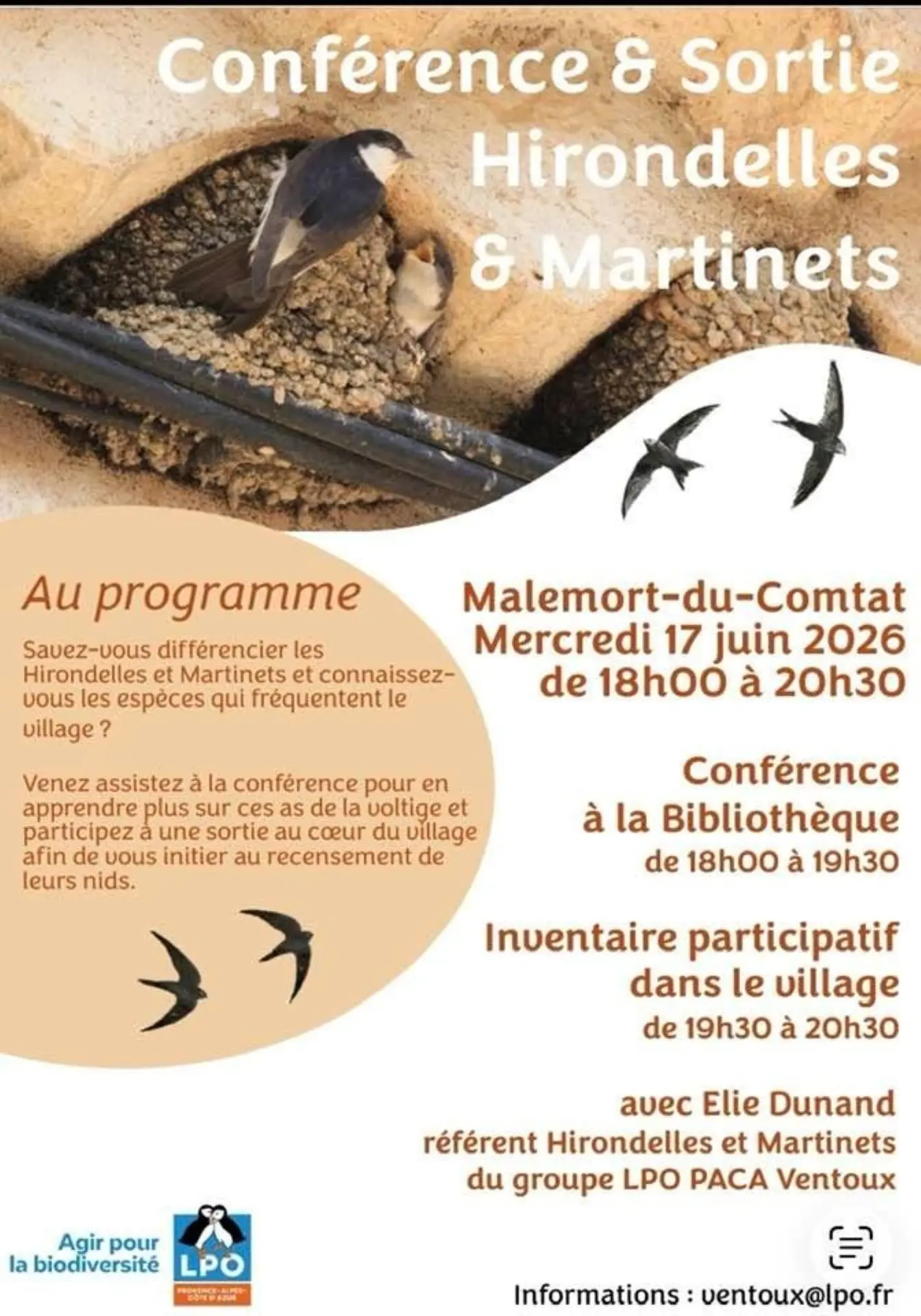 Conférence & sortie hirondelles et martinets