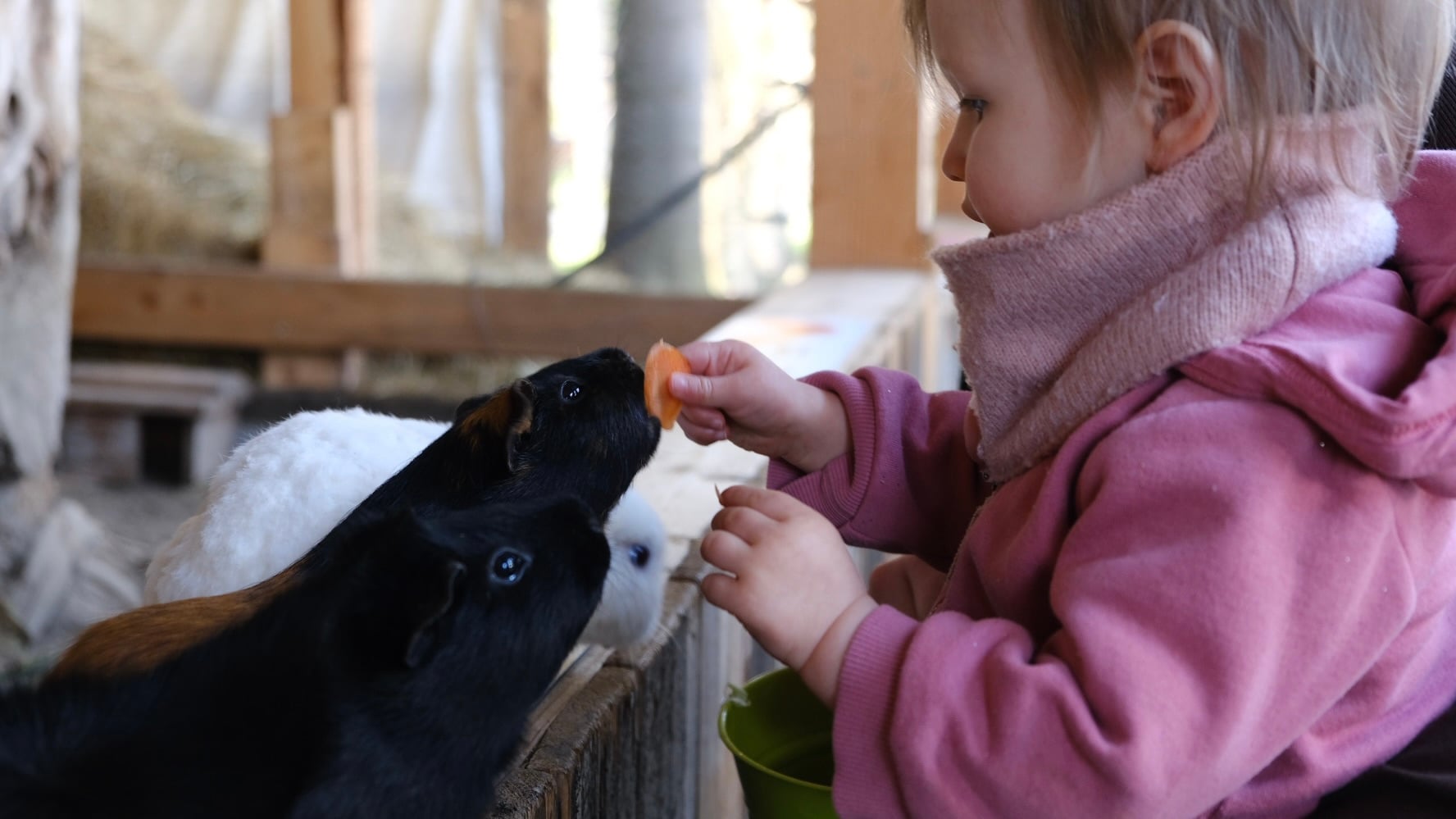 Vacances de printemps à la ferme des lamas