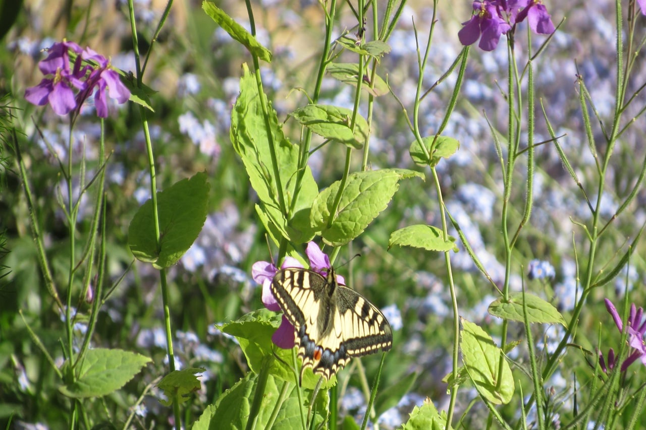 Se vois jusqu'au cœur, RDV aux Jardins