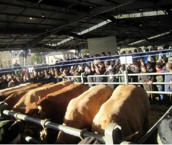 Concours des Bœufs de Noël de Laissac