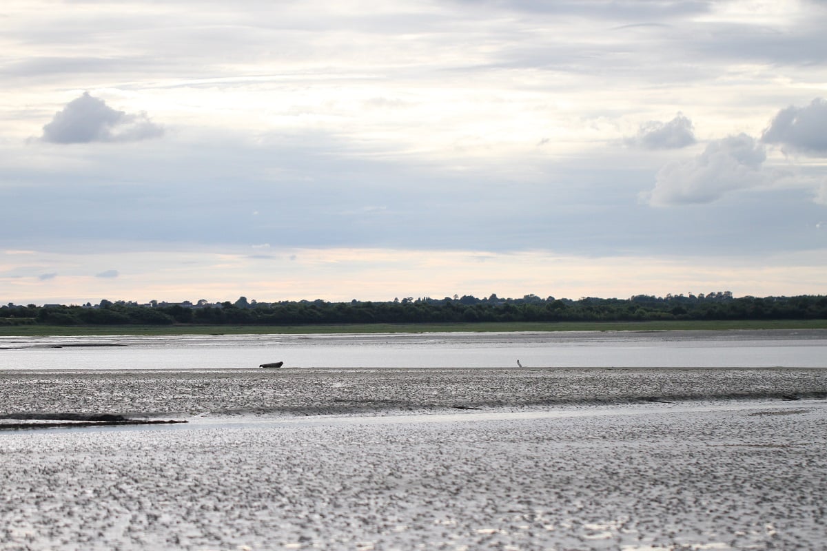 Baie des Veys : ses oiseaux, ses phoques