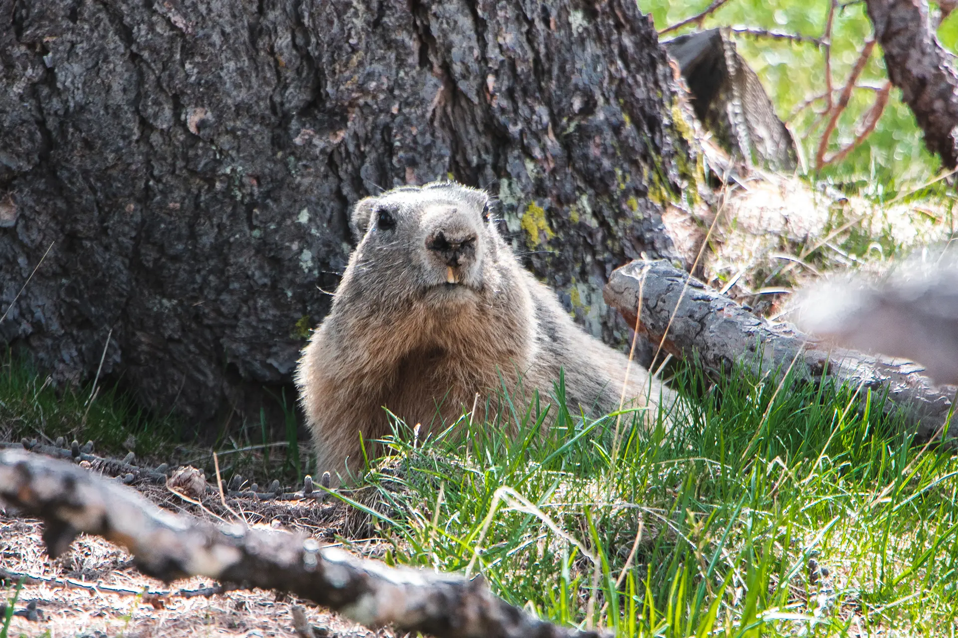 La marmotte créative et ludique - Marmottes Stories