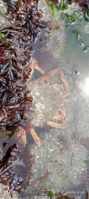 Pêche à pied avec Monsieur Jean