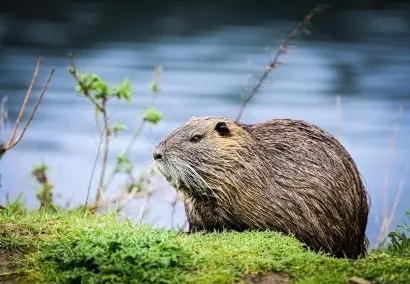 Rendez-vous Nature : À la découverte du castor et des oiseaux de la Durance
