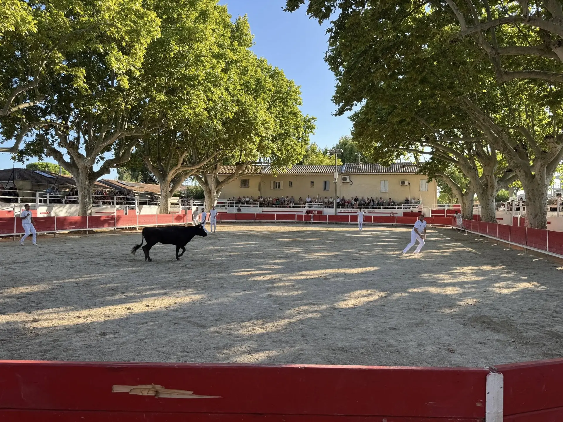 Course de vaches cocardières