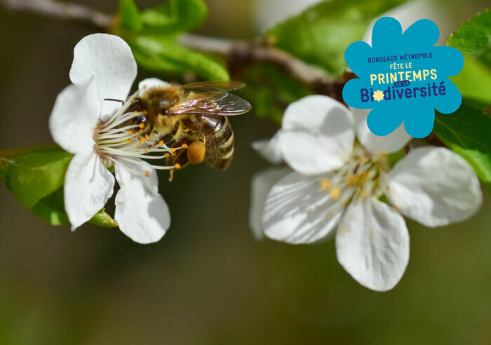 Stand SPIPOLL : suivi photographique des insectes pollinisateurs