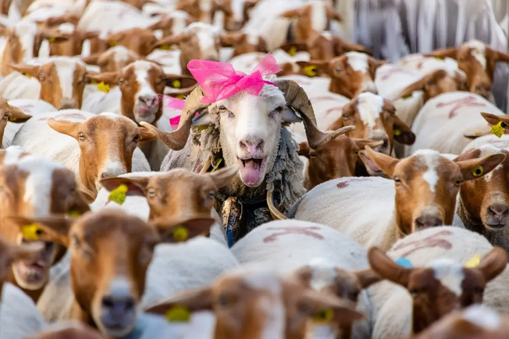Fête de la transhumance