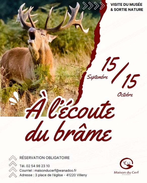 A l'écoute du brame avec la Maison du Cerf