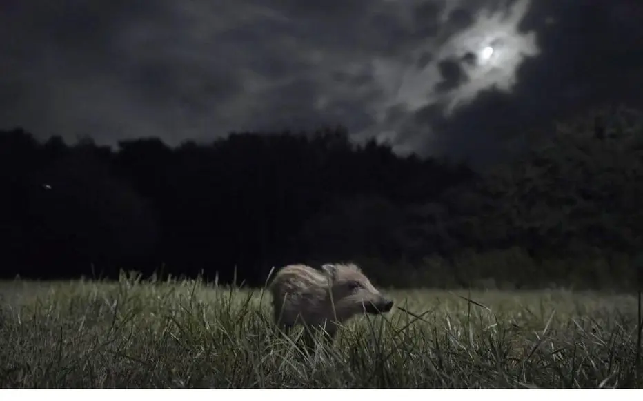 Soirée ciné nature "La Nuit des Animaux"