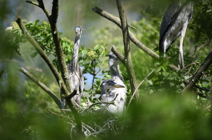 Balade naturaliste : les ailes du crépuscule