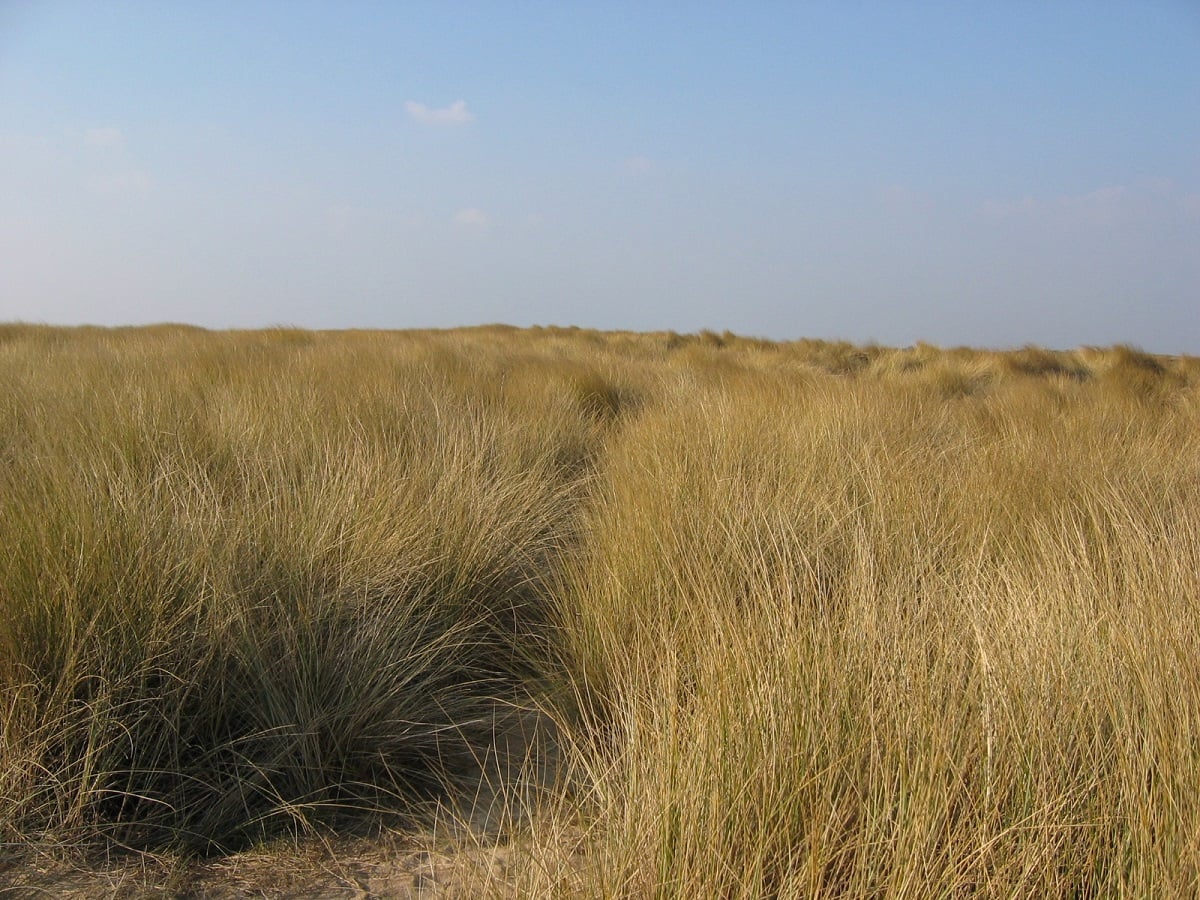 Sortie nature : Les dunes, en soirée