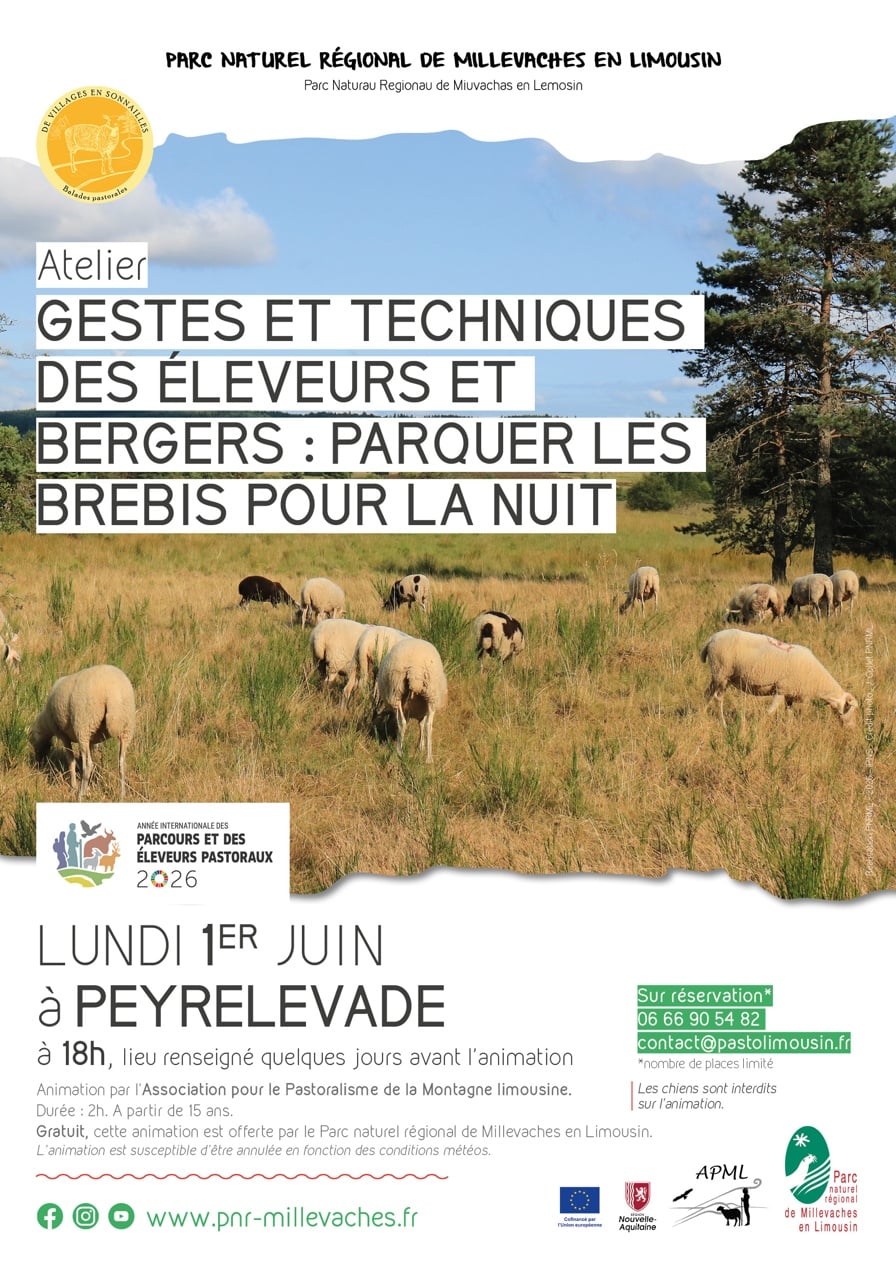 Gestes et techniques des éleveurs et bergers : parquer les brebis pour la nuit