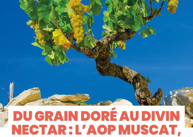 DU GRAIN DORÉ AU DIVIN NECTAR : L’AOP MUSCAT, 90 ANS DE PASSION