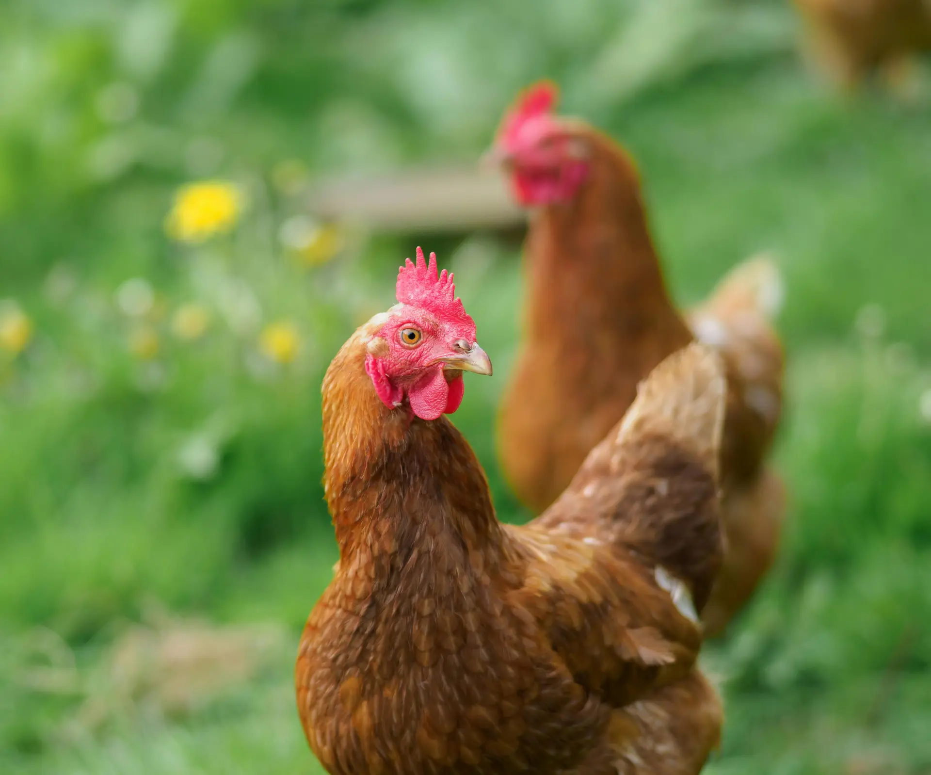 Visite découverte de la ferme Mas Ribelly