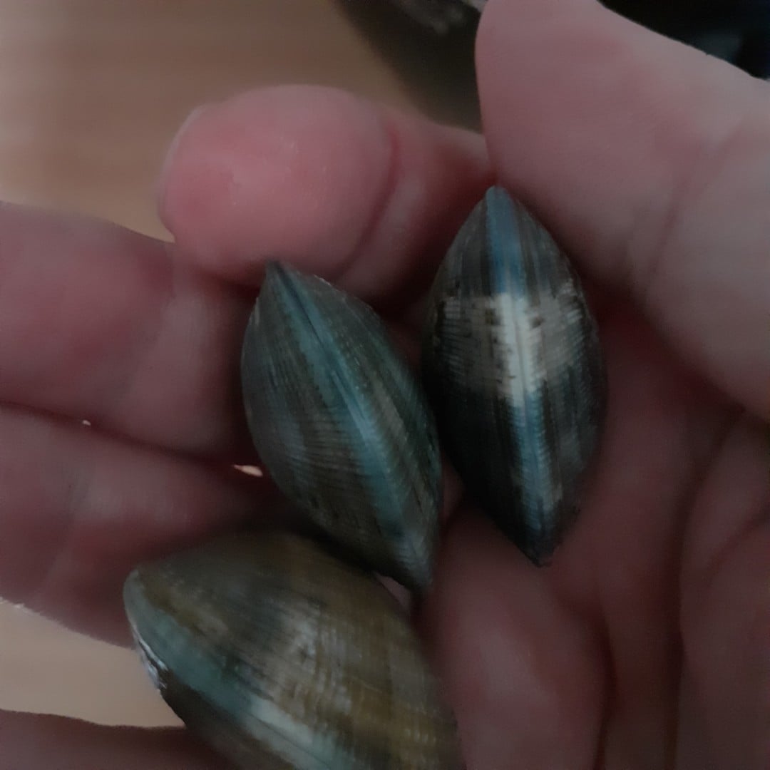 Venez découvrir la pêche à pied avec Monsieur Jean !