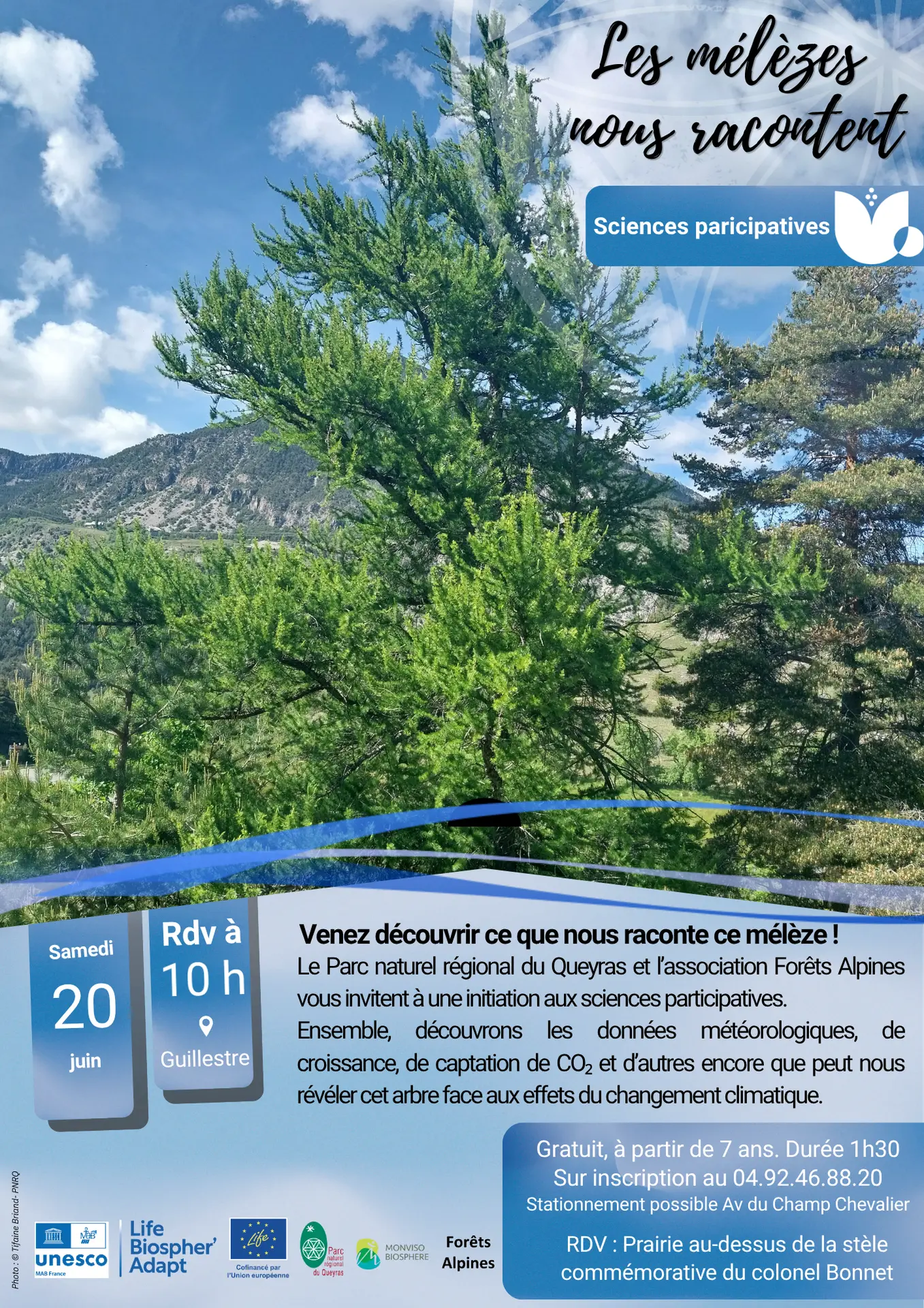 Les mélèzes nous racontent