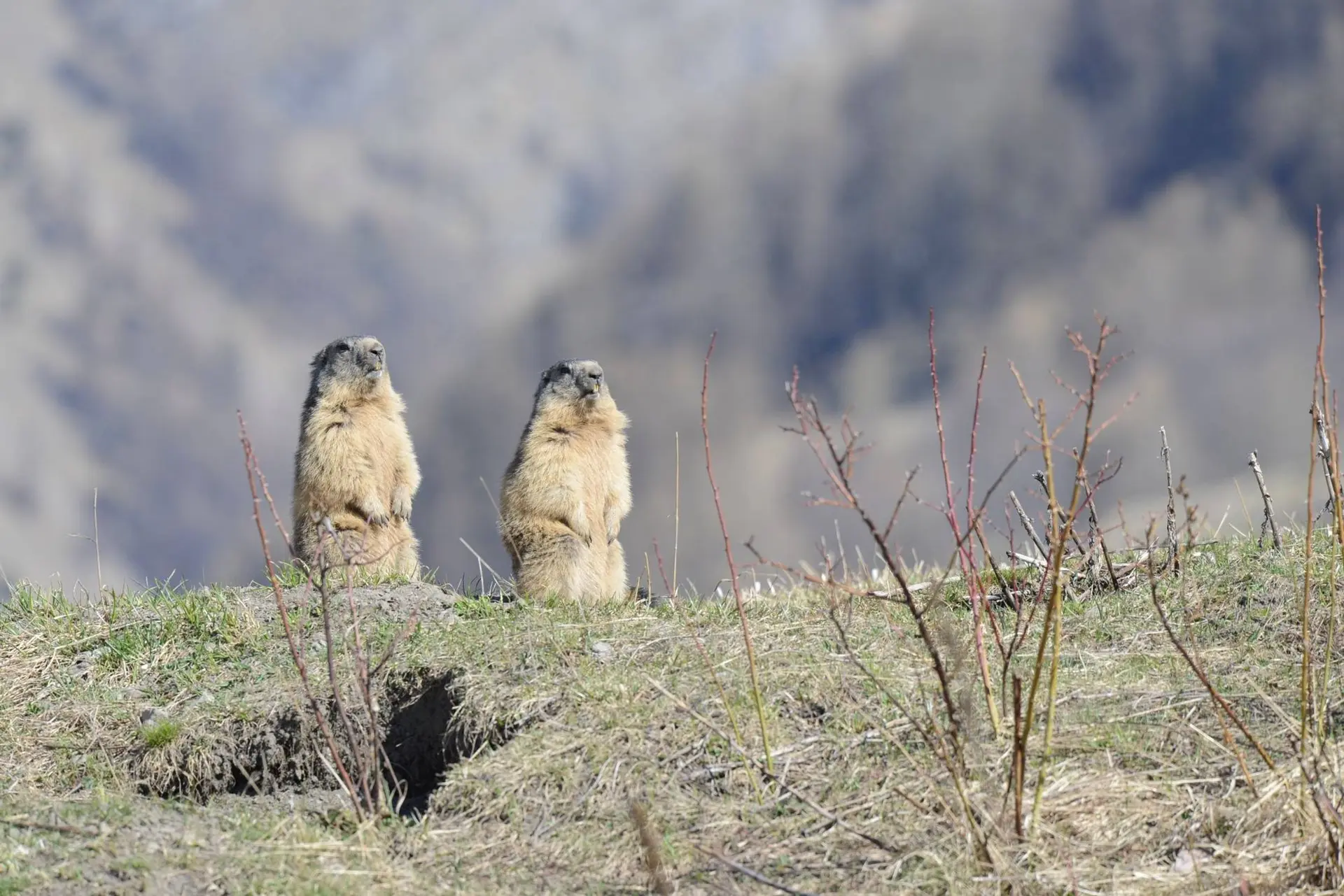 Fête de la nature : à la rencontre des marmottes