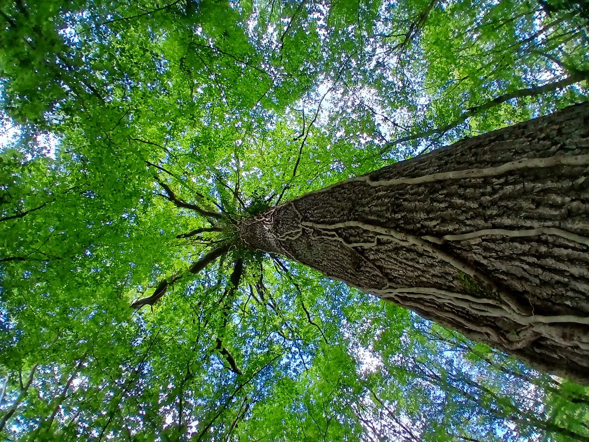 Atelier de sylvoénergétique : découvrez les bienfaits des arbres