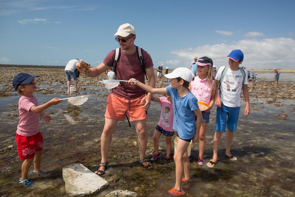 Sortie nature : Coquillages et crustacés