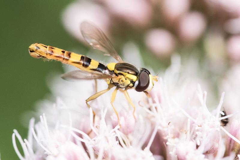 Les mystères de la pollinisation
