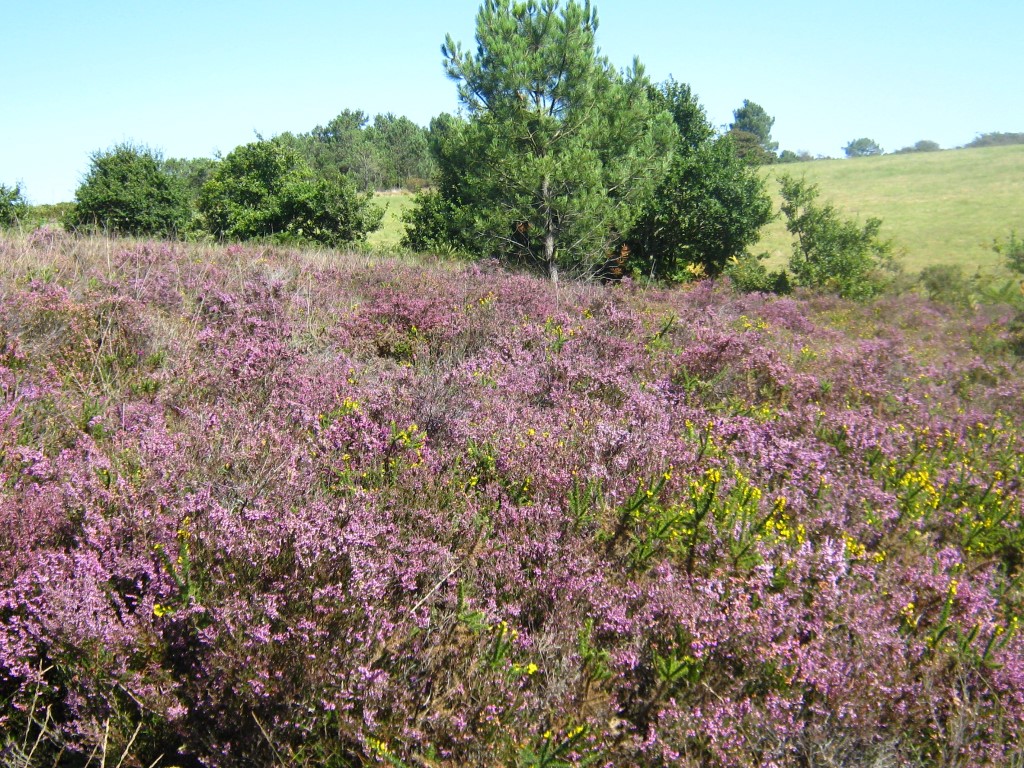 Trésors des landes du Mont Colquin