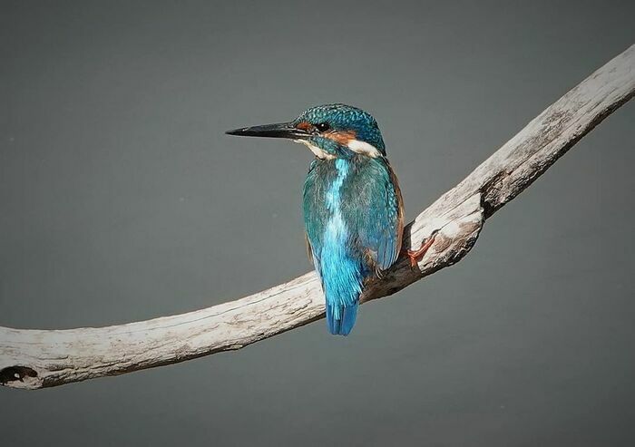 Le Comportement Amoureux des Oiseaux au Printemps