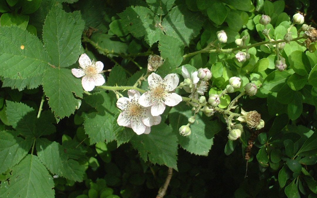De ferme en ferme :  Pépinière Les Bois Nouzilles à Saint-Perdoux