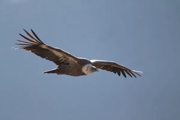 Randonnée "Observons les vautours des grands causses"