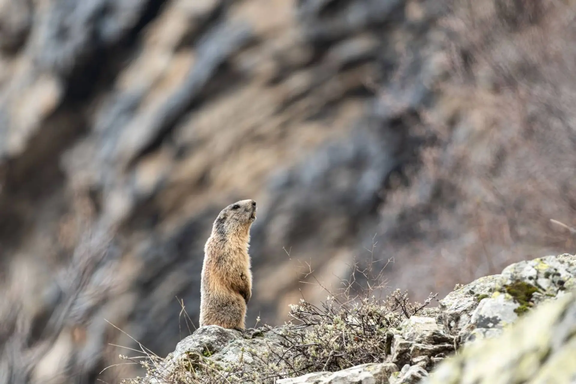 Ciné-Casset : "Les marmottes du grand rocher"