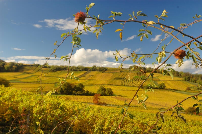 Food trucks et vins au Domaine Rapp