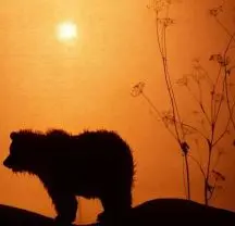 Théâtre d'ombres : Tamouk (à partir de 18 mois)