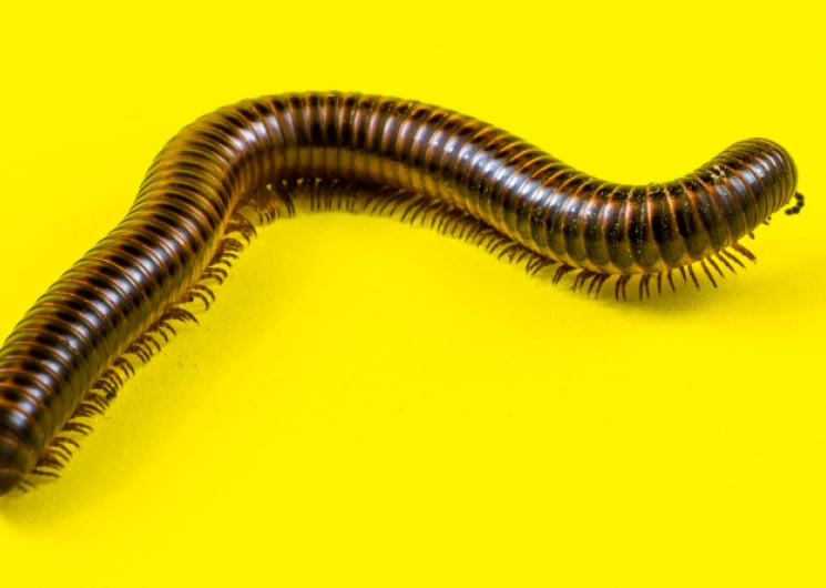 FESTI’VAL D’OLT 2026 – INVERTÉBRÉS