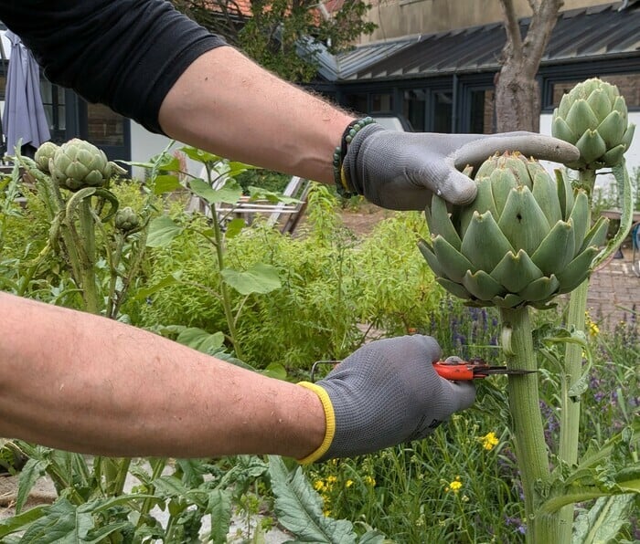 Jardinons ! Atelier "Cultiver ses légumes perpétuels"