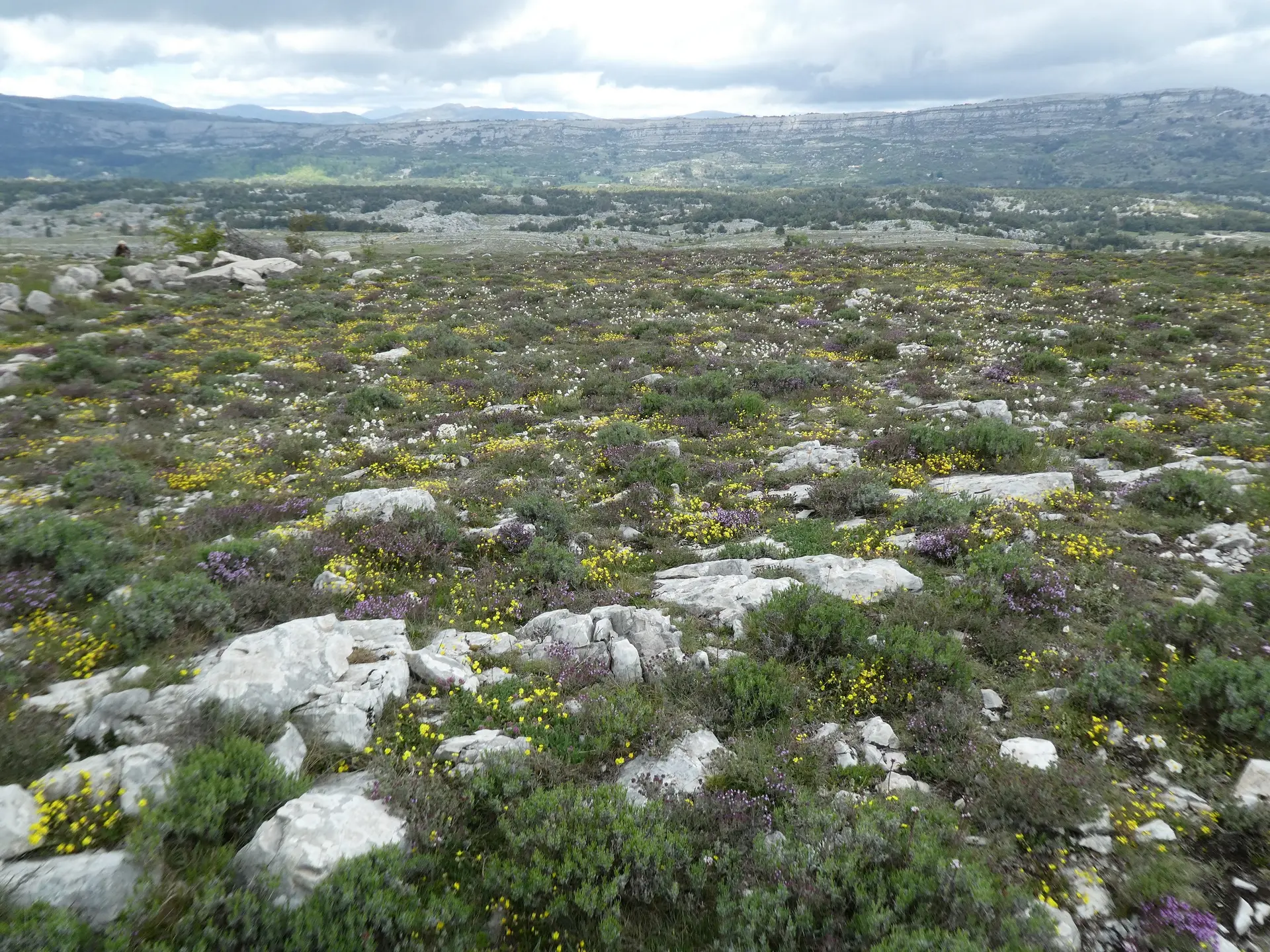 Sortie entomologique sur le Plateau de Caussols