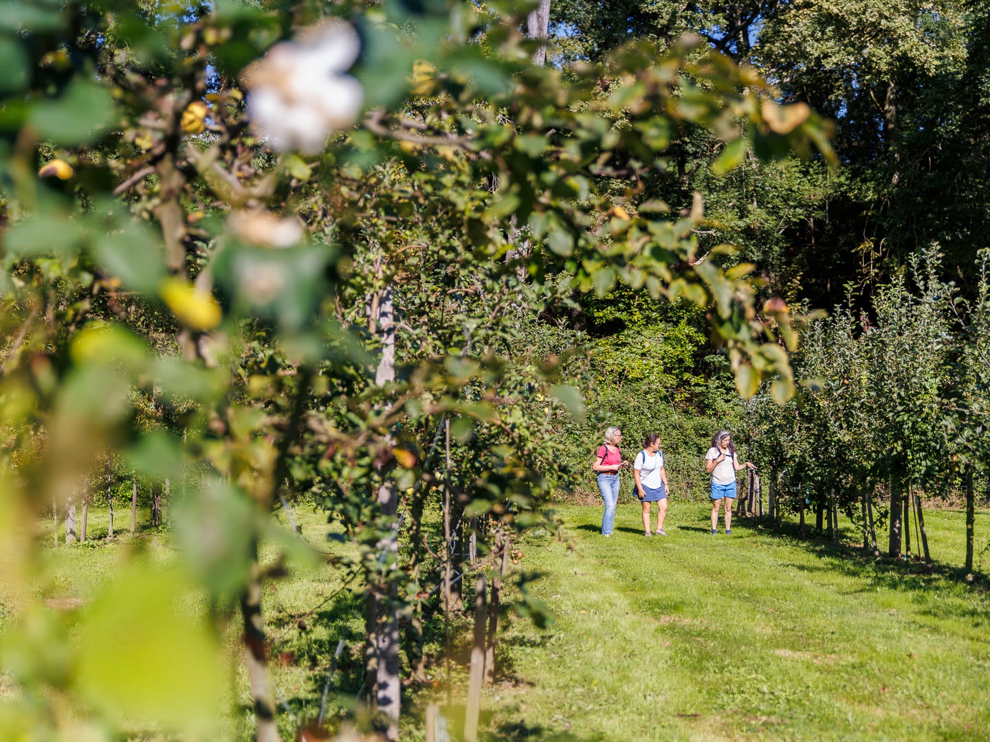 Rendez-vous aux jardins "T'as vu ?"