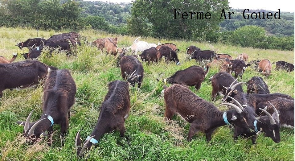 Animation – Fête du Lait Bio