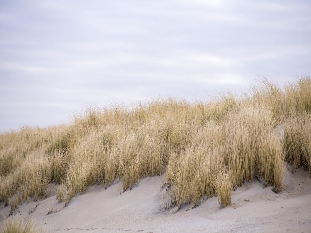 Balade : découverte des dunes
